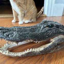 Taxidermy 