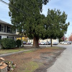 Free Fire Wood. Cedar Tree 