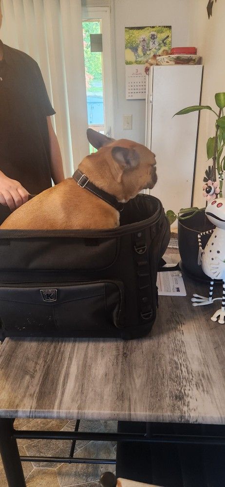 Kuryakyn Pet Carrier