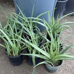 Aloe Vera Or Savila En Gallon $15 Cada Una 