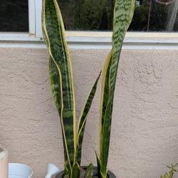 snake plant in a beautiful pot