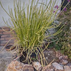 Lady Slippers (cactus)