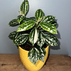 Variegated Aluminum Plant 