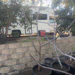 Jumbo Green Fig 15 Gallon