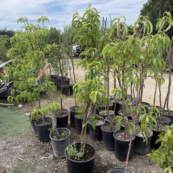 White donut peaches trees / Árboles de durazno dona $40 each