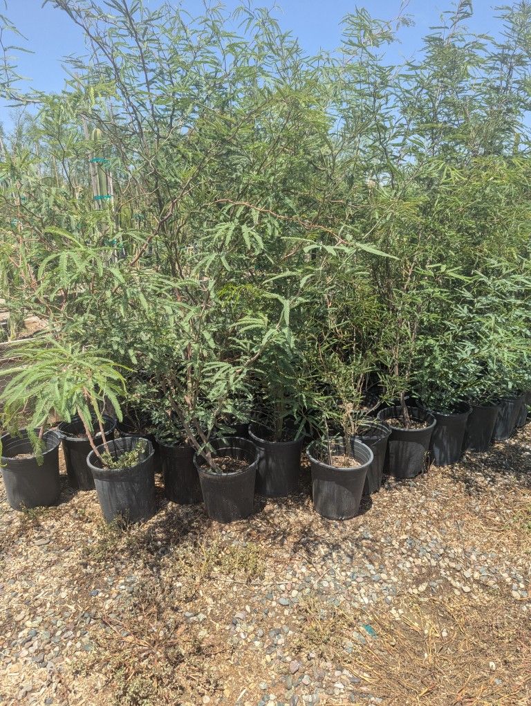 $35 Each Native Mesquite Trees
