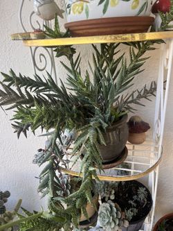 PLANTAS HORNAMENTALES 