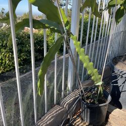 Dragon fruit Plant
