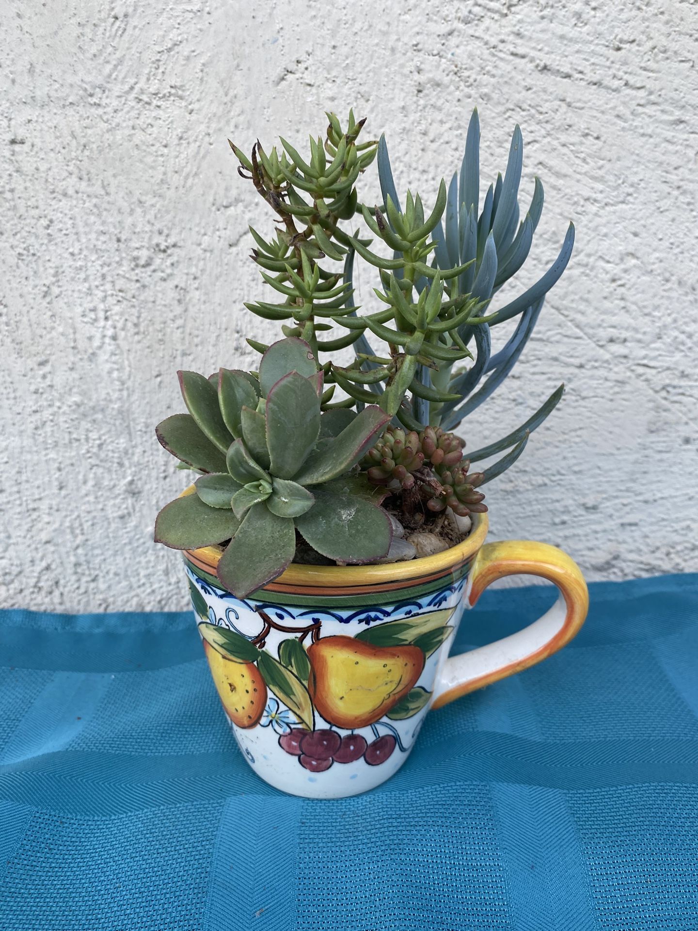 Succulents In A Coffee Tea Mug .