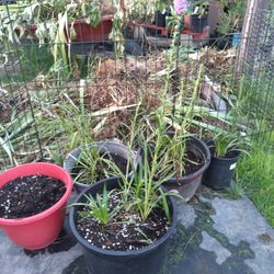 Blazing Star Plants 18$ Plants/ 55$ Planter Box