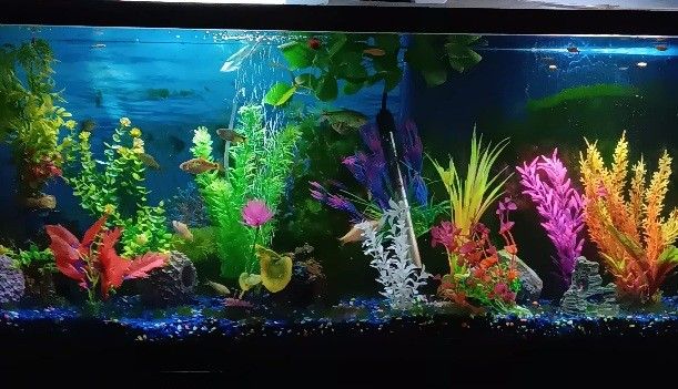 new aquarium plants, decor, supplies!