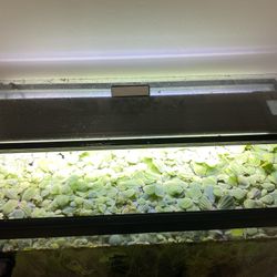 Dwarf Water Lettuce and Mini Salvania