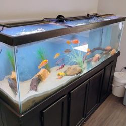Fish Tank 125 G