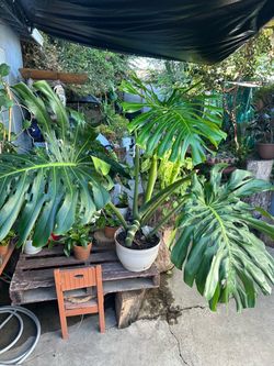 Monstera de hojas gigantes plants indoor