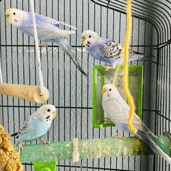 Parakeets Cage for Sale in San Diego CA OfferUp