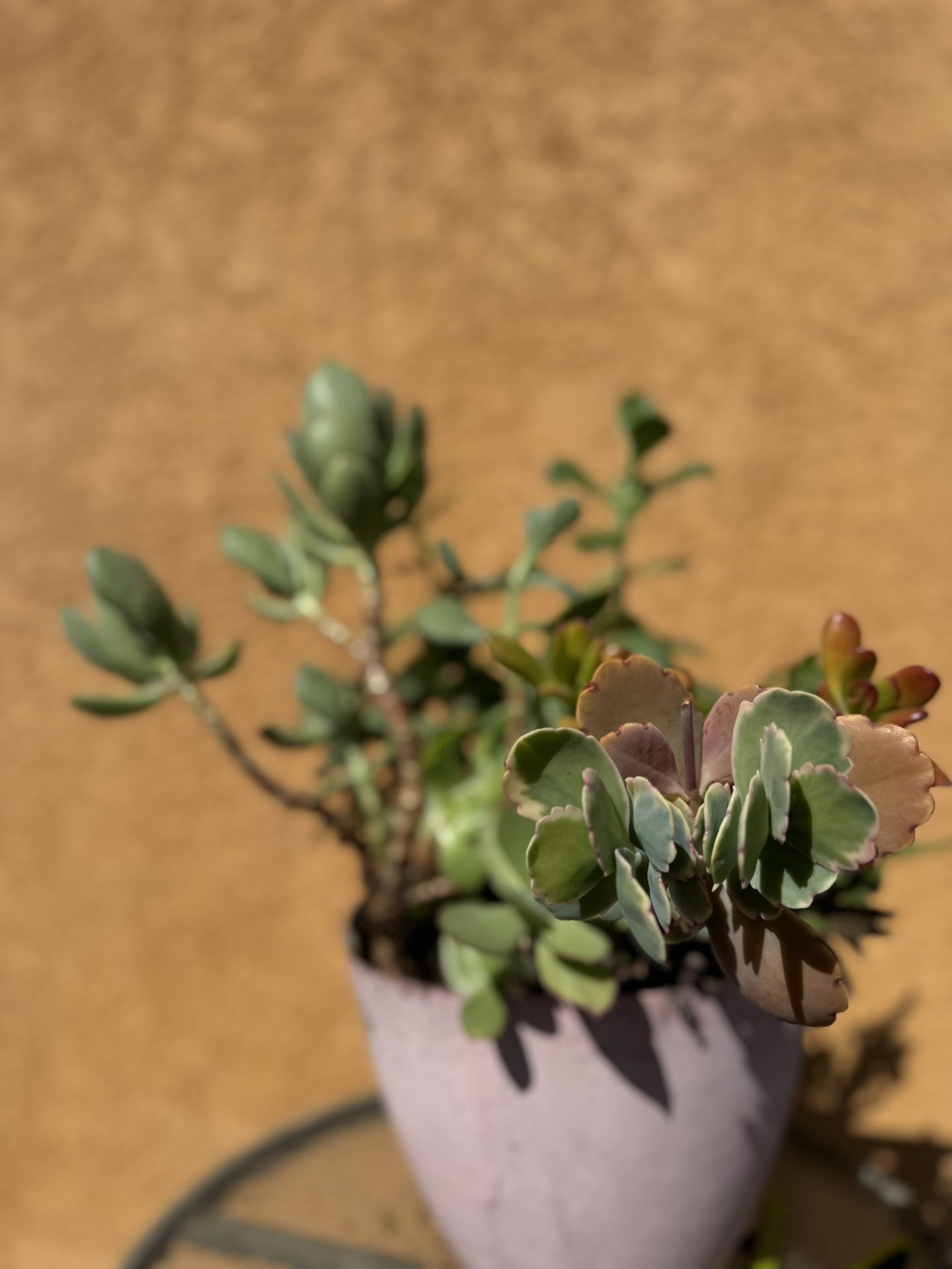 Big Succulent Mix Pot
