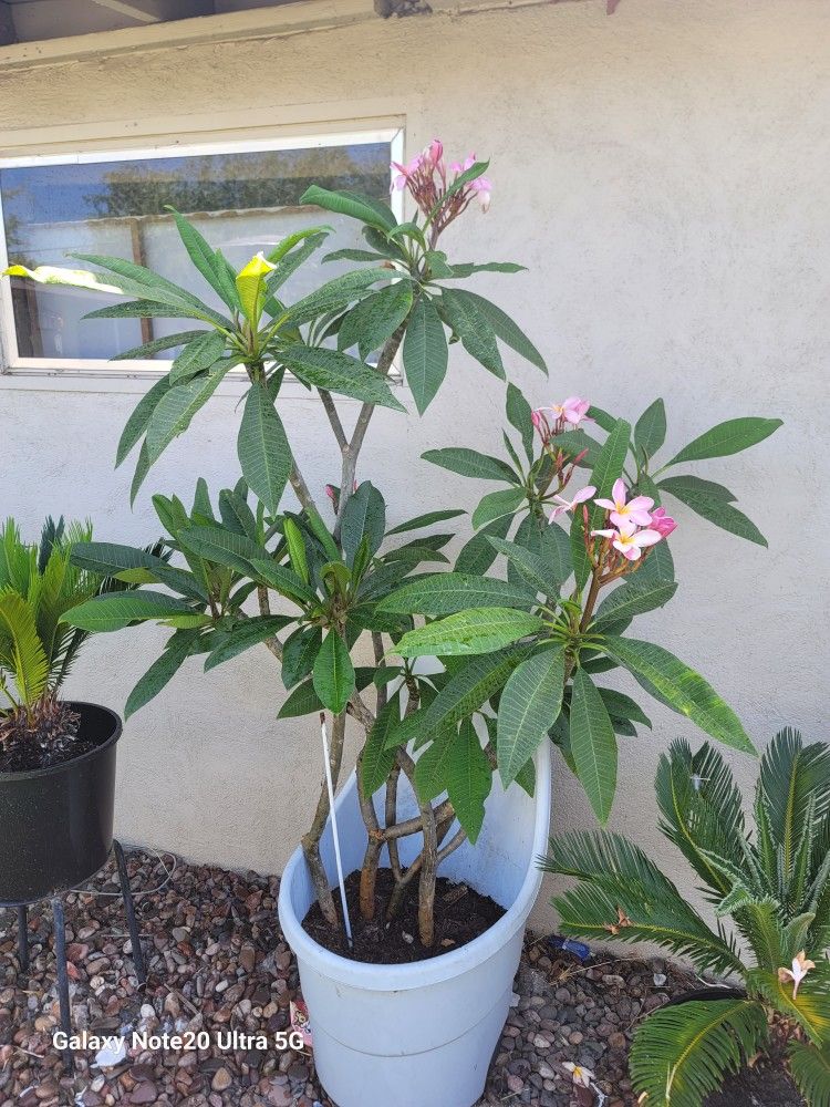 Plumeia l Tree 6 feet https://offerup.com/redirect/?o=dGFsbC5JdA== has four different kinds of plants on there