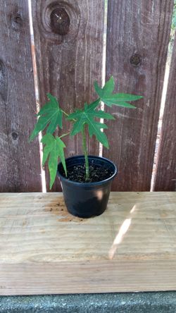 4” Inch Pot Hawaiian Papaya.