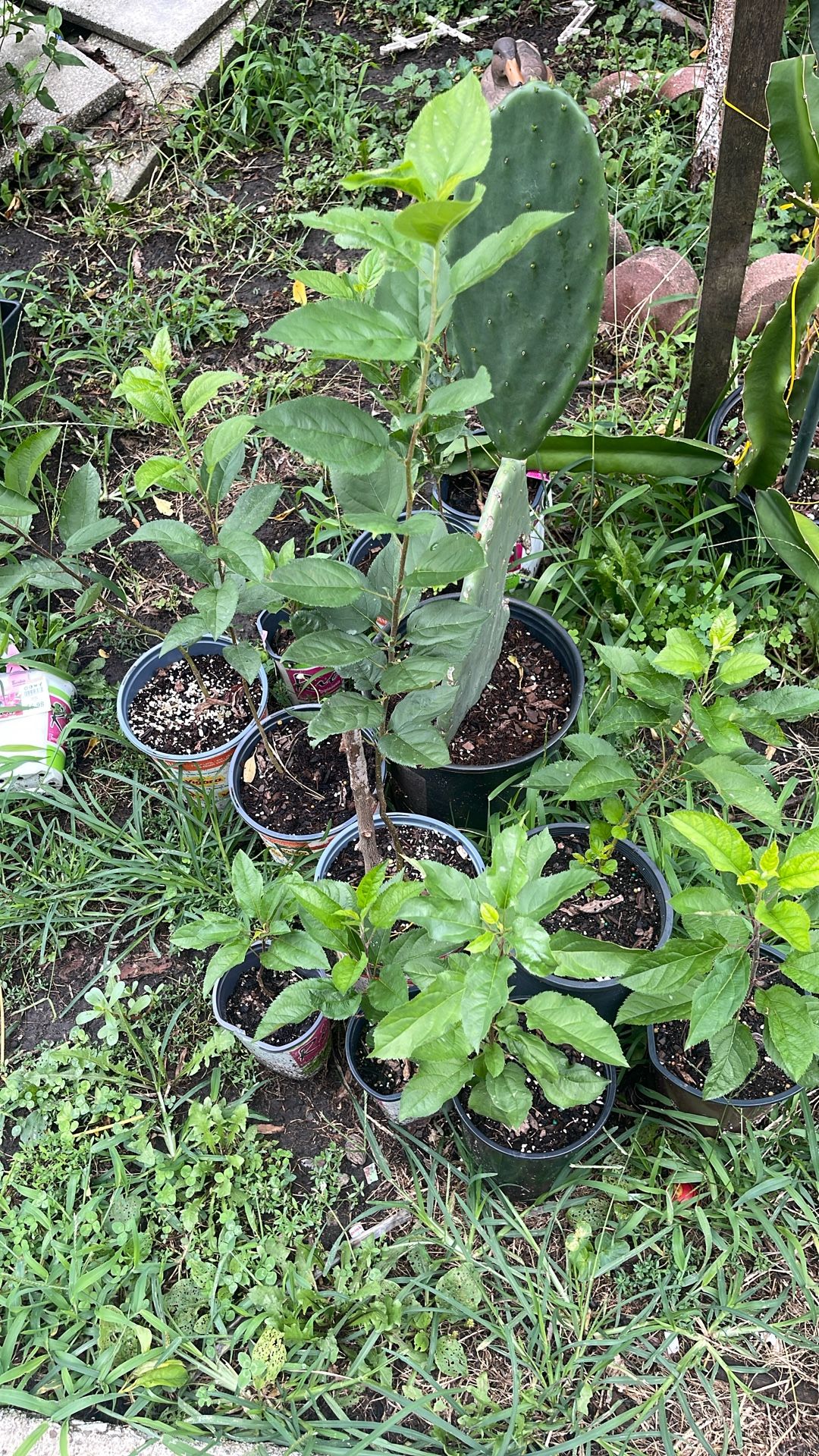 Apple Trees $8 Each