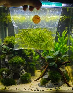 Aquarium plants