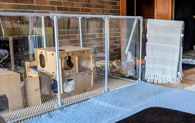 36" Tall "Clearly Loved" Pet Pen