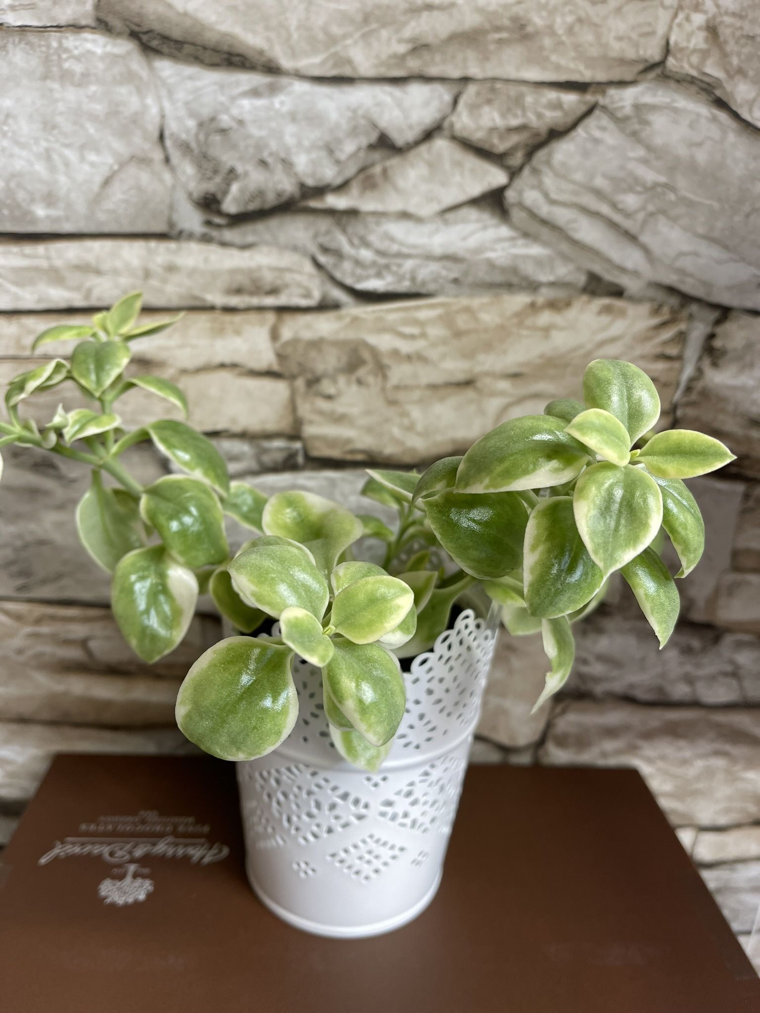 Variegated Baby Sun Rose, Ice Plant, Succulent In Double 4.5"H White Metal Plant Pot With Lacey Edges.