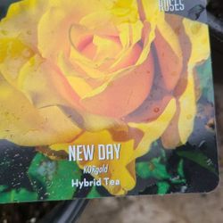 Rosales De Arbol 3gallon Diferentes Colores 