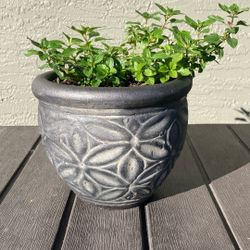 Peppermint Plant In 6.5 Inch Decorative Clay Pot