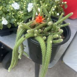 planta de cactus 