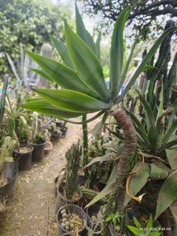 4 ft foxtail agave plant
