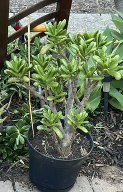 Potted Jade Succulent $10