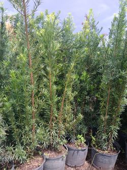 Podocarpus Overgrown 7gl 6ft