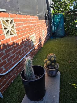 Cactus