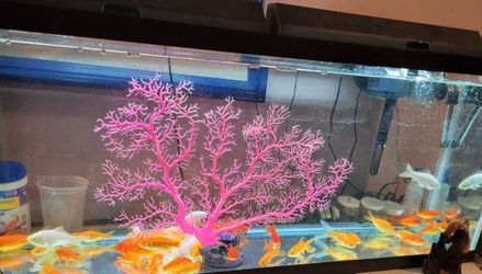 Fish tank for sale