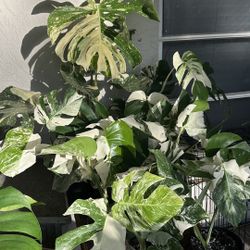 Monstera Albo 
