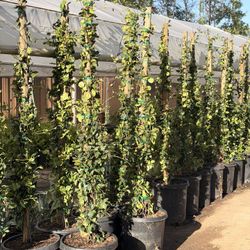 Star Jasmin Vines 15 Gal 