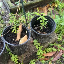 Pomegranate Seedlings 