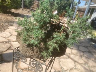 Bonsai Japanese garden Juniper planted in a rock $120 Bonsai Japanese garden Juniper planted in a rock $120