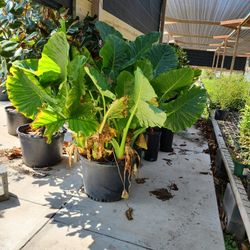 elephant ears plant 30gallons 