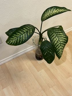  Rooted  Diffebbacbia