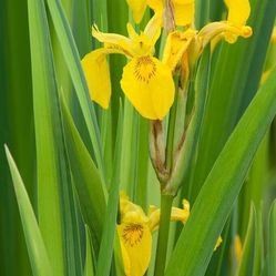 🌼 Yellow Flag Iris (Iris pseudacorus) – Pond/Wetland Plants 🌼