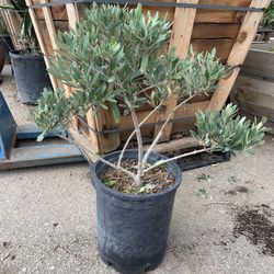 Dwaft Olive Topiary Tree 