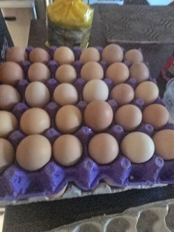 fresh eggs from my backyard chickens organic