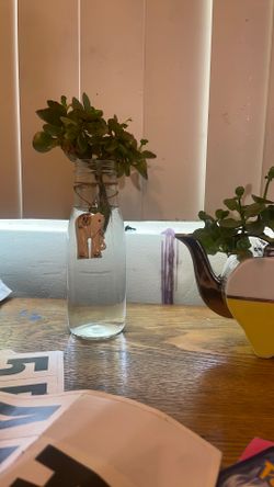 water plant thriving