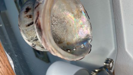 Abalone shell  Aprox 4.5" across x 3.5" across