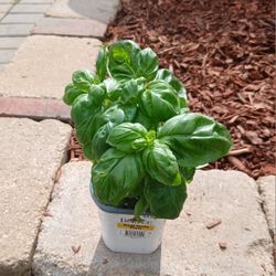 Basil 🌿 Plants 