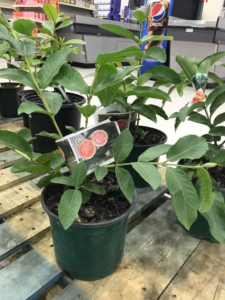Thai Pink Guava Starter Plant Tree 1 Gallon