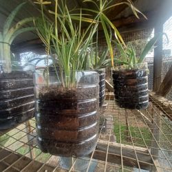 Lush Umbrella Sedge – Easy-Care Indoor/Outdoor Plant