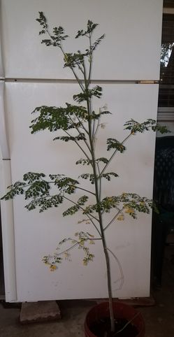 Moringa tree/ Arbol de moringa