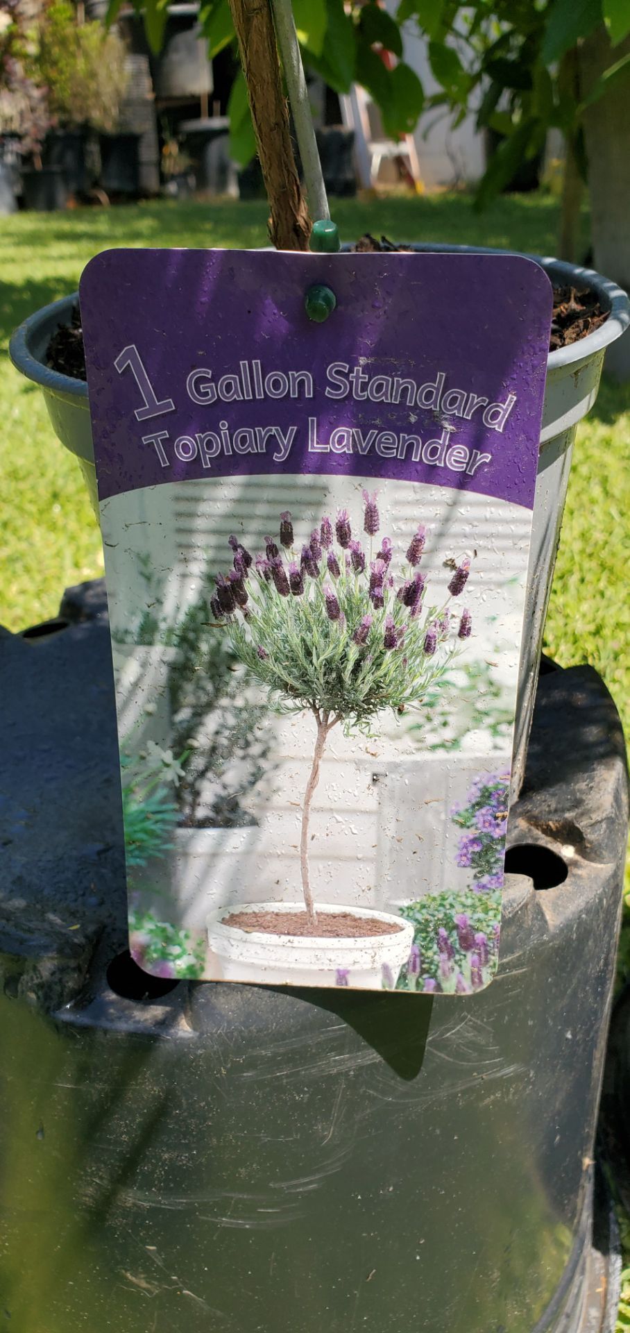# 5 Lavender Topiary 1 gallon Plant pot